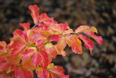 Parrotia persica - parocie perská - listy podzim